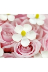 Baby Pink Charm - AHB050
