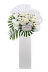 Dearly Departed - ASW6004