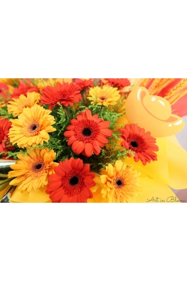Vibrant Shine - AGO1504