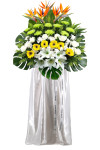 Eternal Paradise - ASW1501