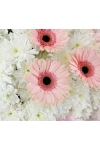 Gentle Words - ASW6003Pink
