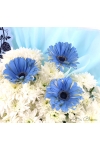 Gentle Words - ASW6003Blue