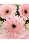 Pink Lady - AHB064