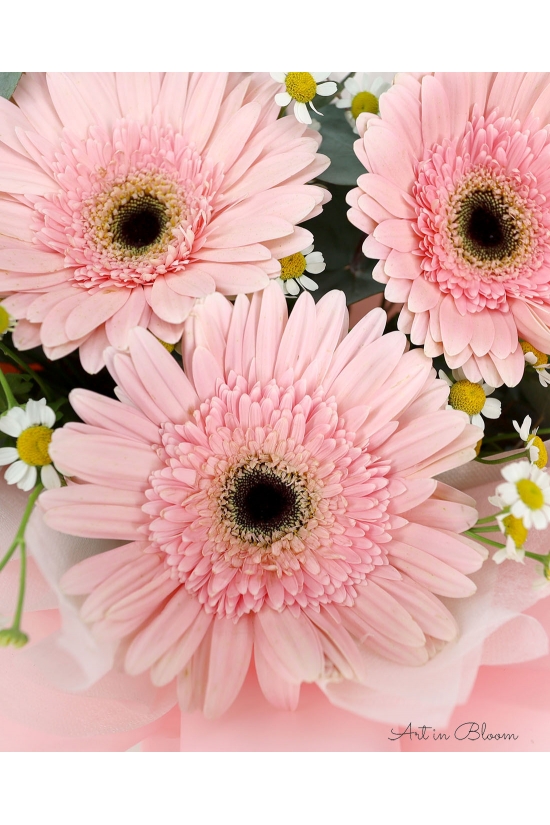 Pink Lady - AHB064