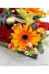 Shiraz Cheers - APG010