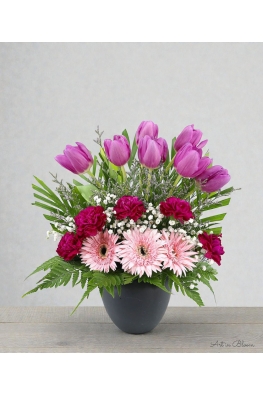 Tulipa Spring - ATA005