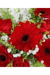 Breeze - ATA034 Red
