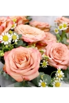 Cappuccino Blooms - AHB037