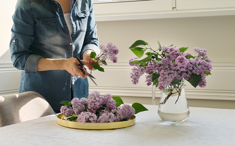person-trimming-fresh-purple-lilac-stems-for-glass-pitcher-arrangement