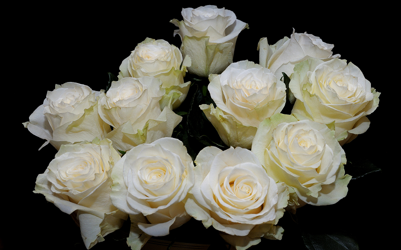 White roses for funeral arrangements on a black background